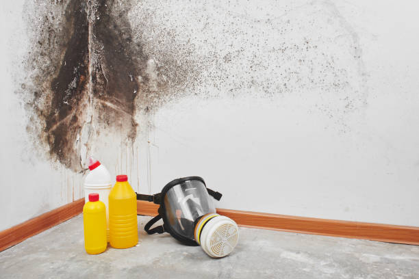 Best Bathroom Mold Remediation in Oakridge, OR