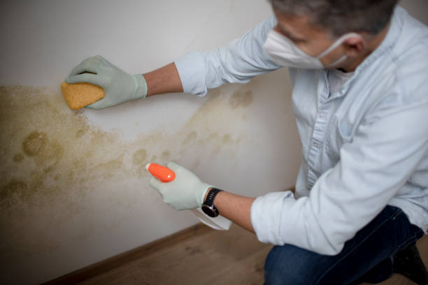 Best Bathroom Mold Remediation in Oakridge, OR