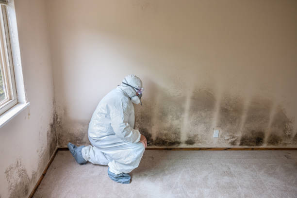 Best Mold Remediation for Schools in Oakridge, OR