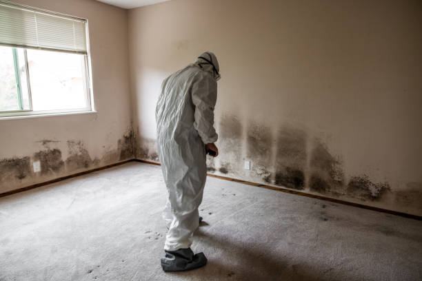 Best Health and Safety Mold Remediation in Oakridge, OR