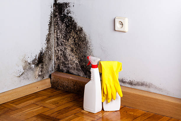 Oakridge, OR Mold Remediation Company