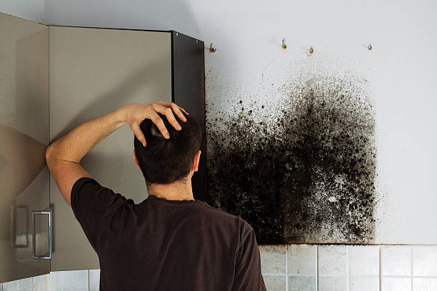Reliable Oakridge, OR Mold Remediation Solutions