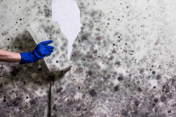 Best DIY Mold Remediation Support Services in Oakridge, OR