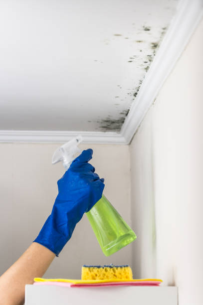 Best White Mold Remediation in Oakridge, OR
